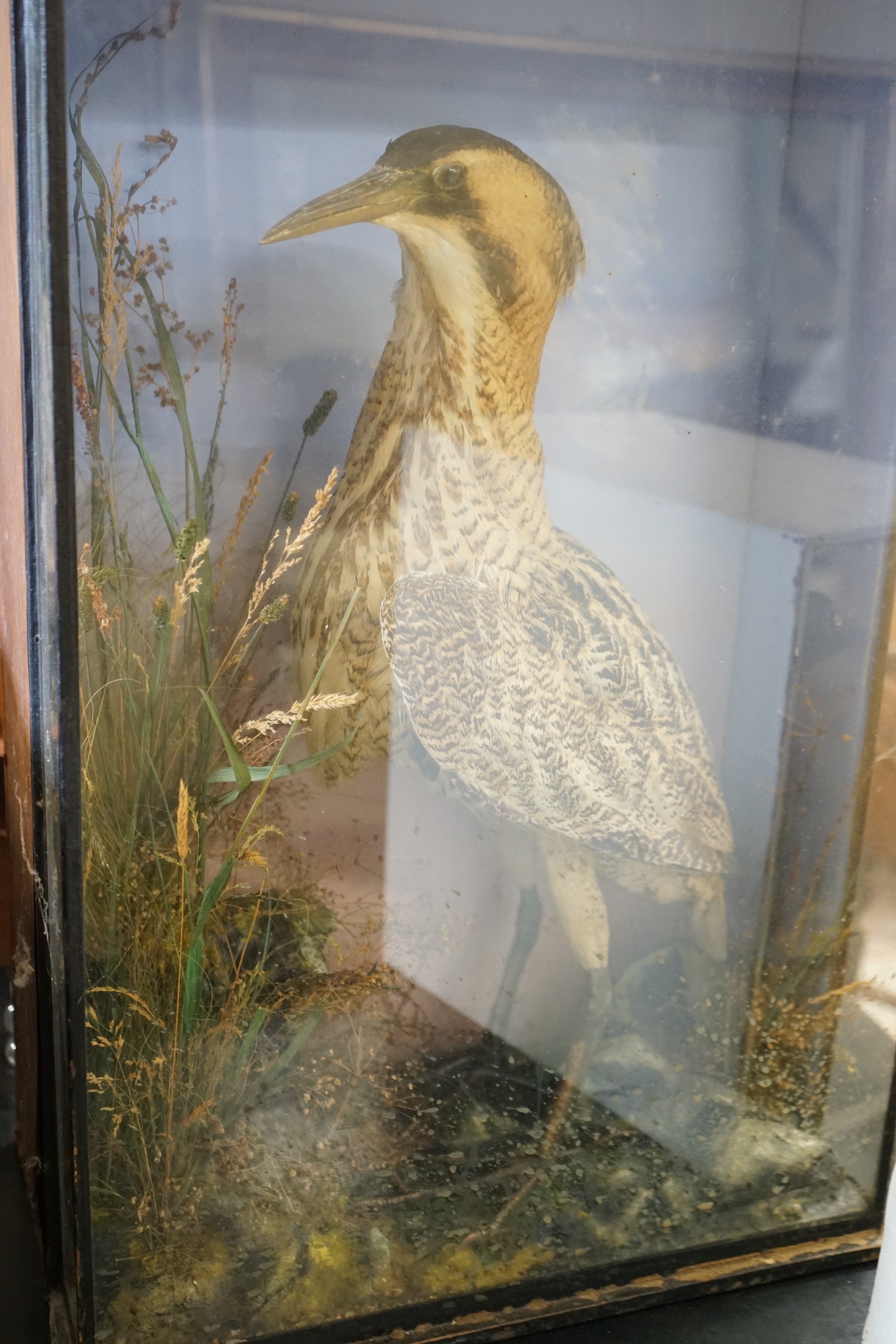 A Victorian cased taxidermic bittern and another water bird, larger width 46cm, height 73cm